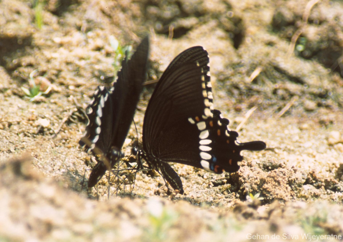 Papilio polytes Linnaeus, 1758